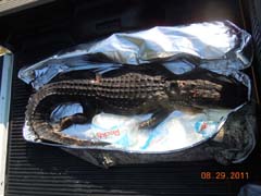 gator in Trophy Bag Kooler