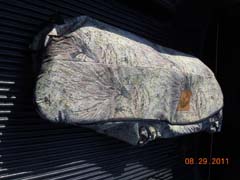 gator in Trophy Bag Kooler