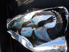 gator in Trophy Bag Kooler