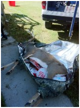 homerun taxidermy in tbk