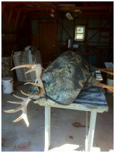 homerun taxidermy in tbk